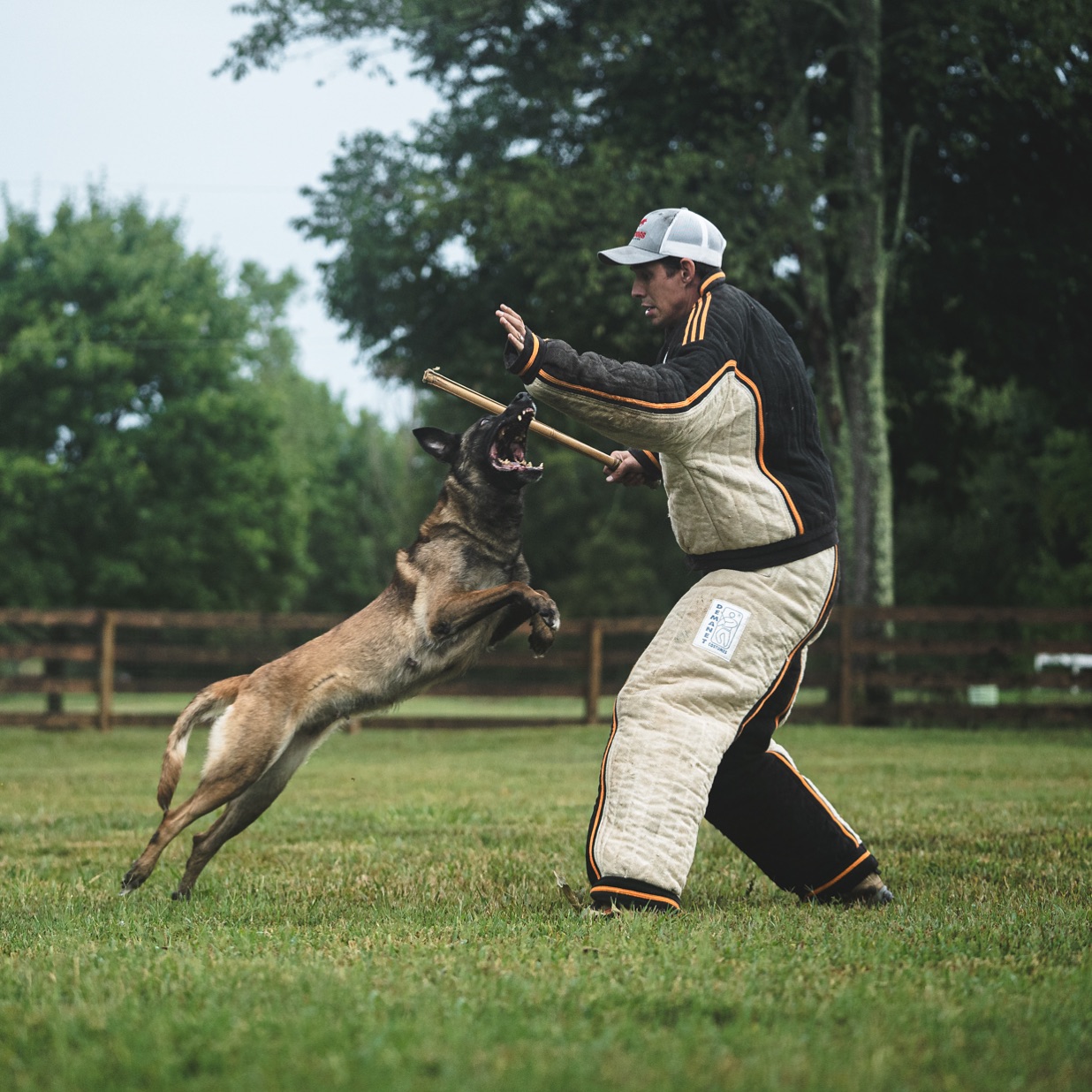 Aggressive Dog Training in Mooresville NC: Awedogs