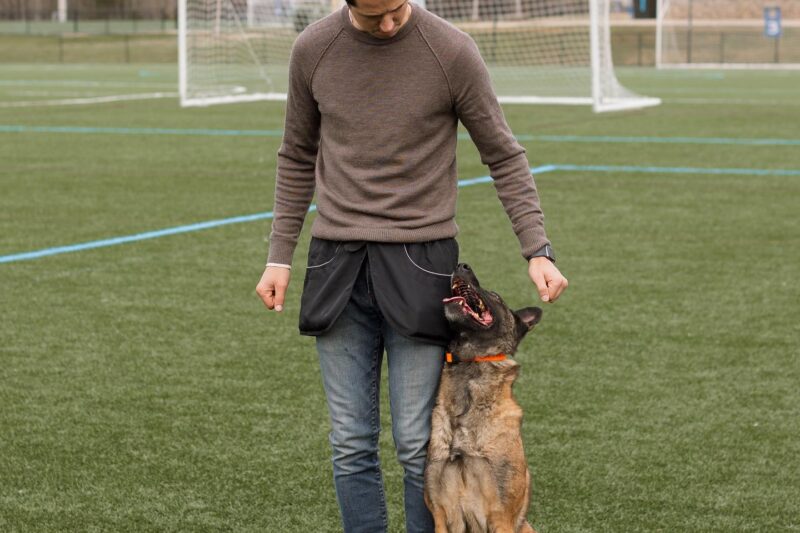 reactive dog training