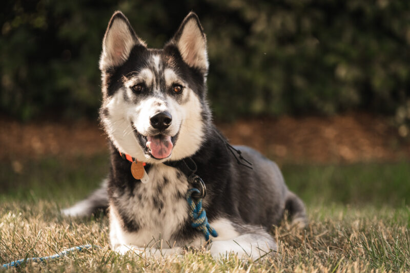 fear and high anxiety dog training