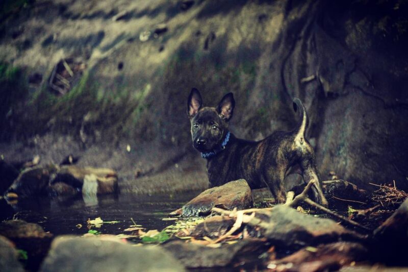 socialization dog training