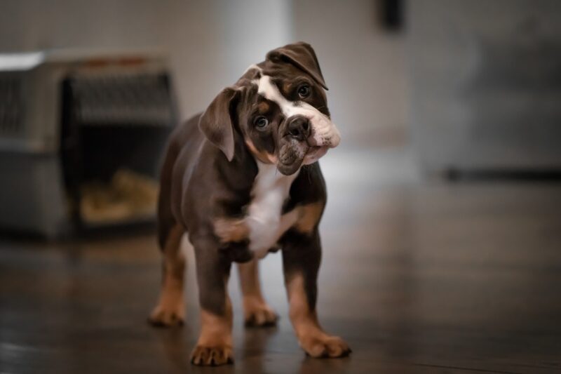 high distraction dog training